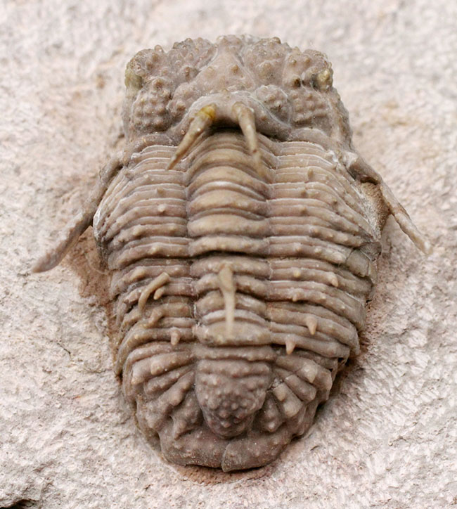 全身ブツブツ、身の毛がよだつフォルムが特徴、ロシア産三葉虫の王様と評されるホプロリカス・コニコツベルクラトゥス（Hoplolichas conicotuberculatus）の化石（その1）