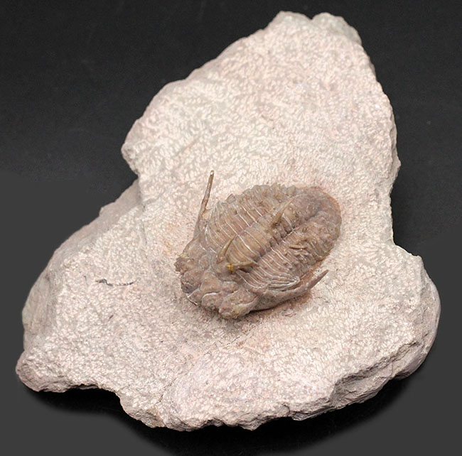 全身ブツブツ、身の毛がよだつフォルムが特徴、ロシア産三葉虫の王様と評されるホプロリカス・コニコツベルクラトゥス（Hoplolichas conicotuberculatus）の化石（その2）