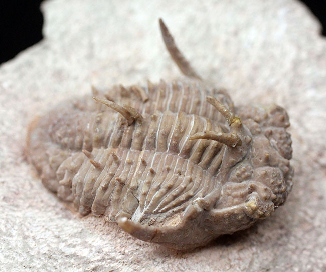 全身ブツブツ、身の毛がよだつフォルムが特徴、ロシア産三葉虫の王様と評されるホプロリカス・コニコツベルクラトゥス（Hoplolichas conicotuberculatus）の化石（その3）