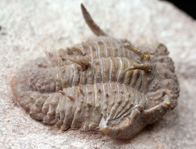 全身ブツブツ、身の毛がよだつフォルムが特徴、ロシア産三葉虫の王様と評されるホプロリカス・コニコツベルクラトゥス（Hoplolichas conicotuberculatus）の化石（その8）