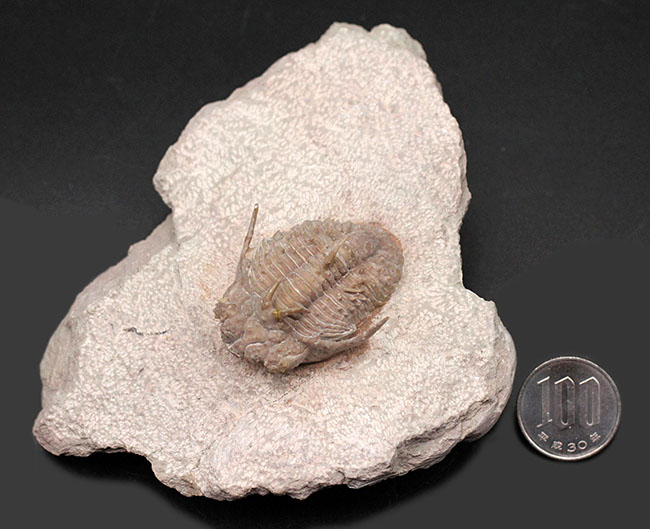 全身ブツブツ、身の毛がよだつフォルムが特徴、ロシア産三葉虫の王様と評されるホプロリカス・コニコツベルクラトゥス（Hoplolichas conicotuberculatus）の化石（その9）