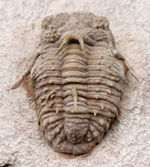 全身ブツブツ、身の毛がよだつフォルムが特徴、ロシア産三葉虫の王様と評されるホプロリカス・コニコツベルクラトゥス（Hoplolichas conicotuberculatus）の化石