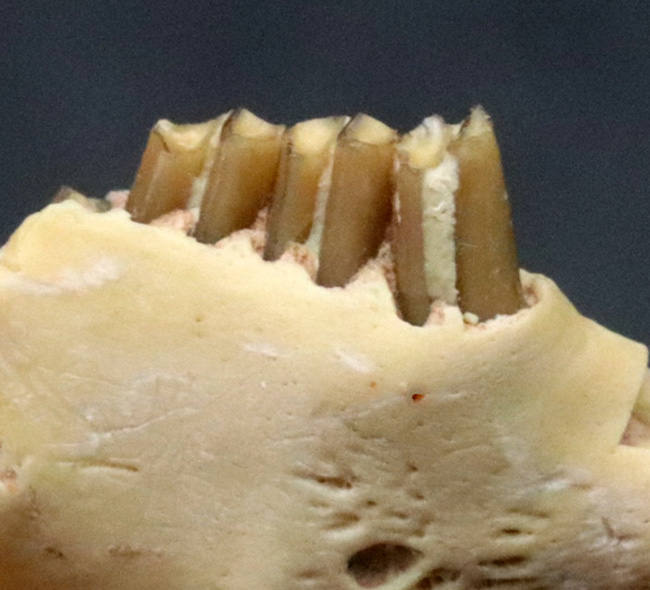 およそ３０００万年前の北米の草原に棲んでいた古代の絶滅ウサギ、パレオラグス（Palaeolagus）の顎付きの歯化石（その1）