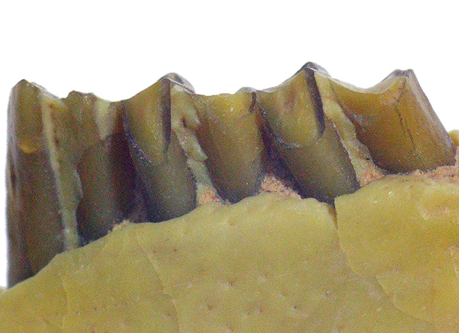 およそ３０００万年前の北米の草原に棲んでいた古代の絶滅ウサギ、パレオラグス（Palaeolagus）の顎付きの歯化石（その4）