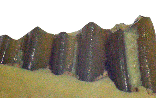 およそ3000万年前の北米の草原に棲んでいた古代の絶滅ウサギ、パレオラグス(Palaeolagus)の顎付きの歯化石(その6)