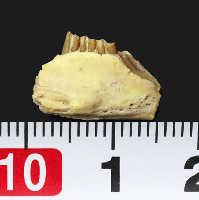 およそ3000万年前の北米の草原に棲んでいた古代の絶滅ウサギ、パレオラグス(Palaeolagus)の顎付きの歯化石(その7)