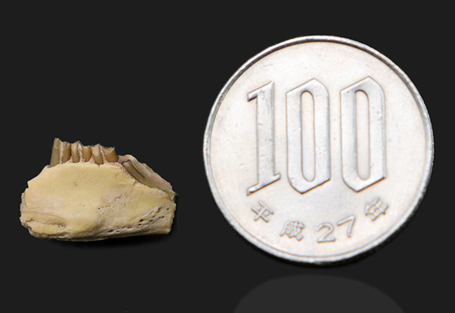 およそ３０００万年前の北米の草原に棲んでいた古代の絶滅ウサギ、パレオラグス（Palaeolagus）の顎付きの歯化石（その8）