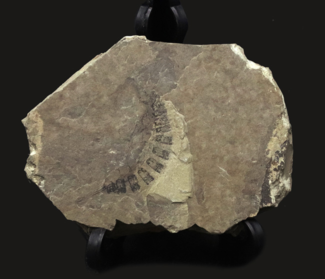 古代のオサムシの幼虫の仲間、コプトクラバ・ロンギポダ（Coptoclava longipoda）の化石（その1）