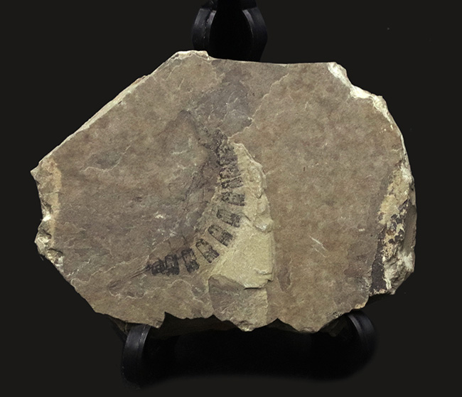 古代のオサムシの幼虫の仲間、コプトクラバ・ロンギポダ(Coptoclava longipoda)の化石(その1)