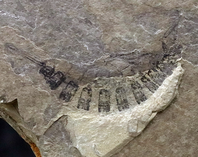 古代のオサムシの幼虫の仲間、コプトクラバ・ロンギポダ(Coptoclava longipoda)の化石(その2)