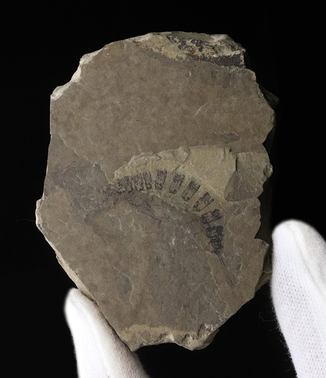 古代のオサムシの幼虫の仲間、コプトクラバ・ロンギポダ(Coptoclava longipoda)の化石(その3)