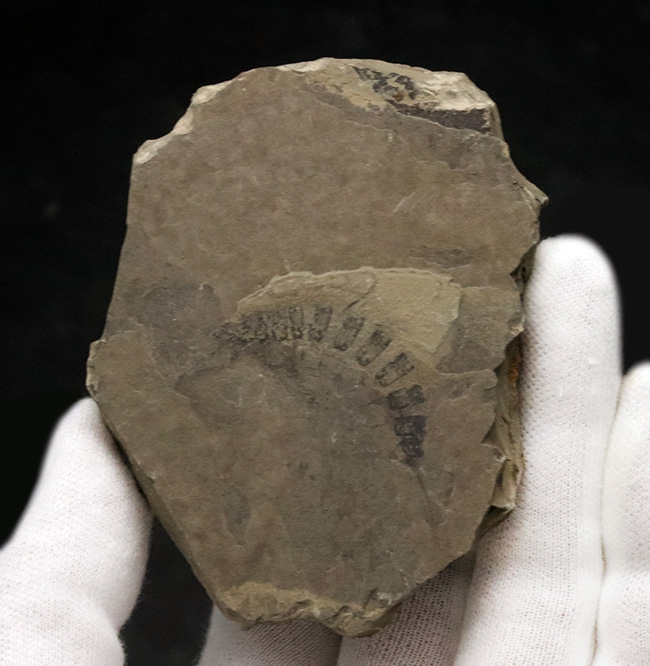 古代のオサムシの幼虫の仲間、コプトクラバ・ロンギポダ(Coptoclava longipoda)の化石(その4)