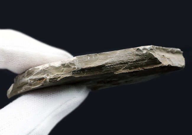 古代のオサムシの幼虫の仲間、コプトクラバ・ロンギポダ(Coptoclava longipoda)の化石(その5)