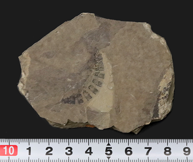 古代のオサムシの幼虫の仲間、コプトクラバ・ロンギポダ（Coptoclava longipoda）の化石（その6）