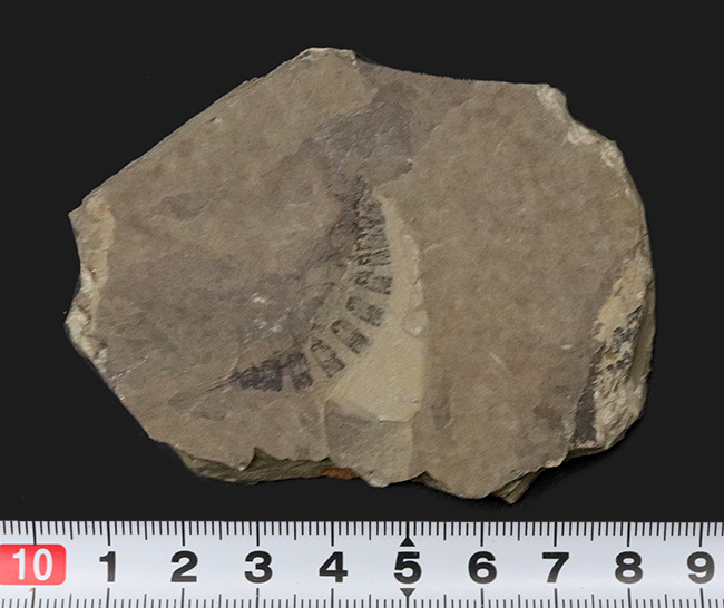 古代のオサムシの幼虫の仲間、コプトクラバ・ロンギポダ(Coptoclava longipoda)の化石(その6)