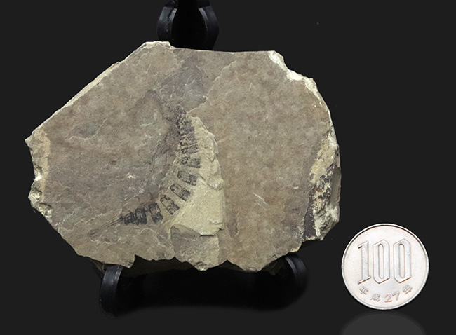 古代のオサムシの幼虫の仲間、コプトクラバ・ロンギポダ(Coptoclava longipoda)の化石(その7)
