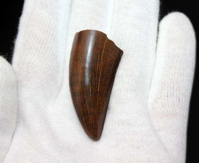 完全無欠と形容しても足りない。ザ・パーフェクト、ティラノサウルス