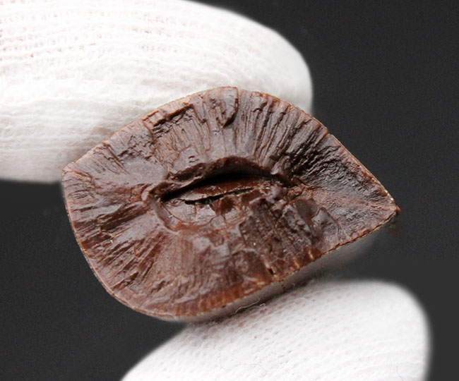 完全無欠と形容しても足りない。ザ・パーフェクト、ティラノサウルス