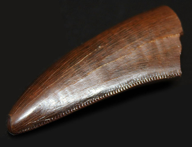 完全無欠と形容しても足りない。ザ・パーフェクト、ティラノサウルス