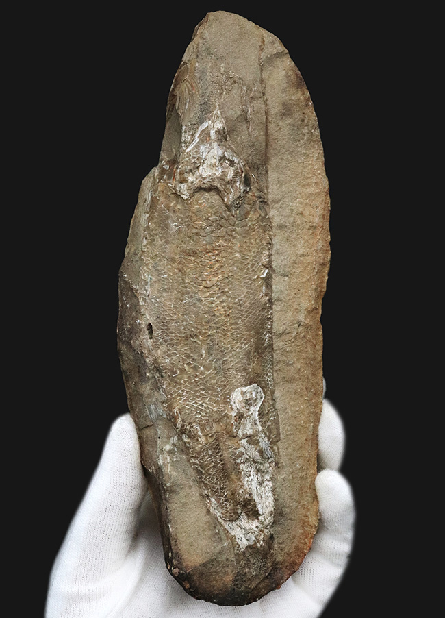 立体的な鱗が保存されている!およそ1億年前の直線的な魚体を持つ古代魚、ラコレピス(Rhacolepis)の化石(その1)