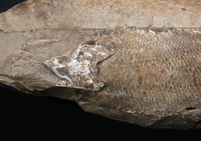 立体的な鱗が保存されている!およそ1億年前の直線的な魚体を持つ古代魚、ラコレピス(Rhacolepis)の化石(その2)