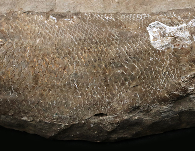 立体的な鱗が保存されている！およそ１億年前の直線的な魚体を持つ古代魚、ラコレピス（Rhacolepis）の化石（その3）