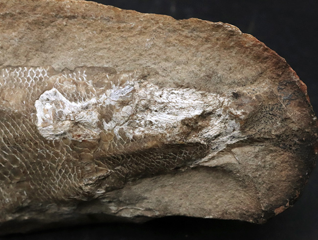 立体的な鱗が保存されている!およそ1億年前の直線的な魚体を持つ古代魚、ラコレピス(Rhacolepis)の化石(その4)