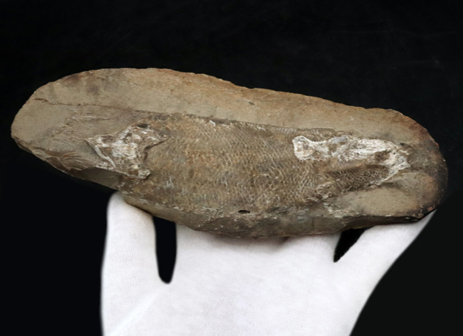 立体的な鱗が保存されている!およそ1億年前の直線的な魚体を持つ古代魚、ラコレピス(Rhacolepis)の化石(その5)