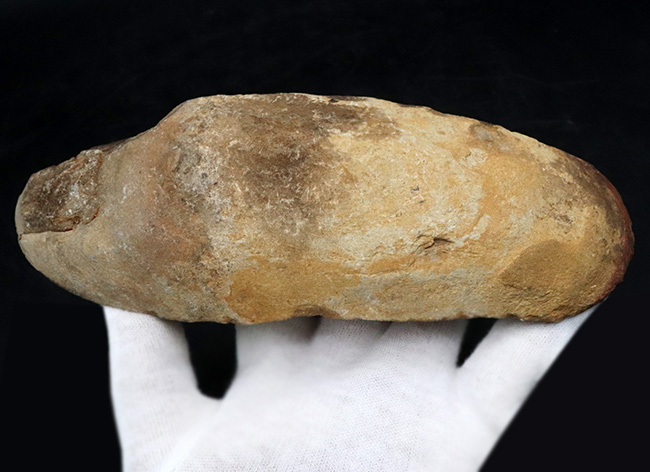 立体的な鱗が保存されている!およそ1億年前の直線的な魚体を持つ古代魚、ラコレピス(Rhacolepis)の化石(その6)