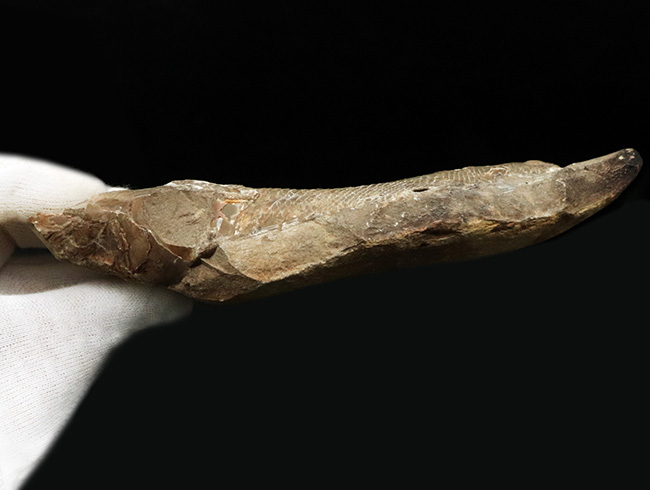 立体的な鱗が保存されている!およそ1億年前の直線的な魚体を持つ古代魚、ラコレピス(Rhacolepis)の化石(その7)