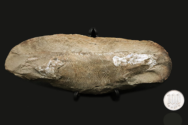 鱗ビッシリ、立体的一億数千万年前のブラジル産絶滅古代魚・ラコレピスの化石 ウロコびっしり＆立体的！1億1000万年前のブラジル産魚化石