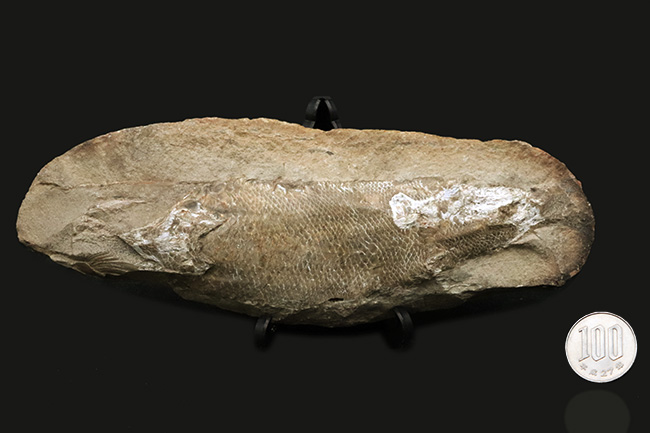 立体的な鱗が保存されている！およそ１億年前の直線的な魚体を持つ古代魚、ラコレピス（Rhacolepis）の化石（その8）