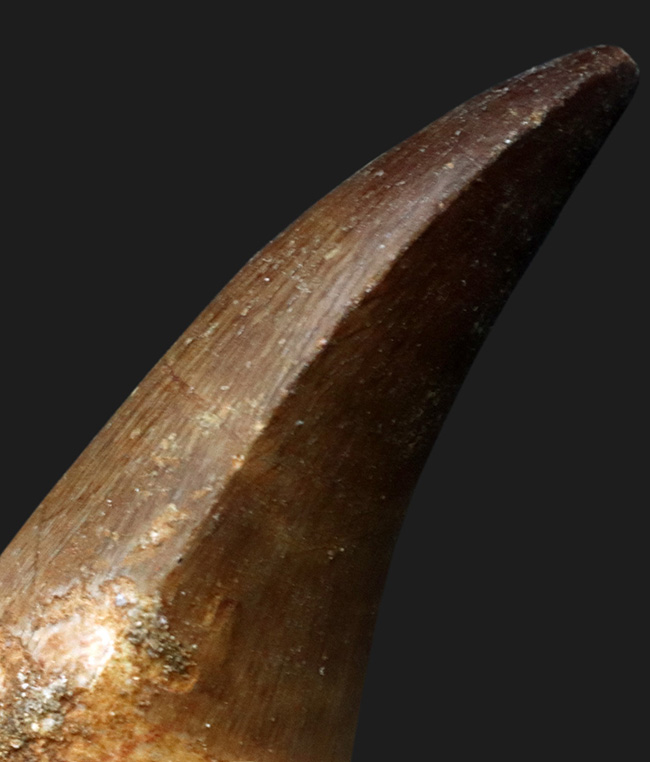 コレクショングレード！周長７センチに達する、ぶっといモササウルス（Mosasaurus）の良質歯化石（その4）
