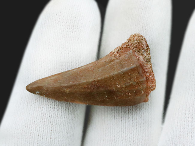 特徴的な縦線が刻まれた、白亜紀後期の海の王者、モササウルス