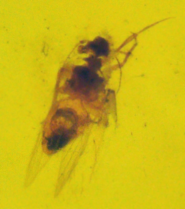約3000万年前のアンバー!非常にクリアーな基質に、羽虫が包まれた、ドミニカ産の琥珀(Amber)(その1)