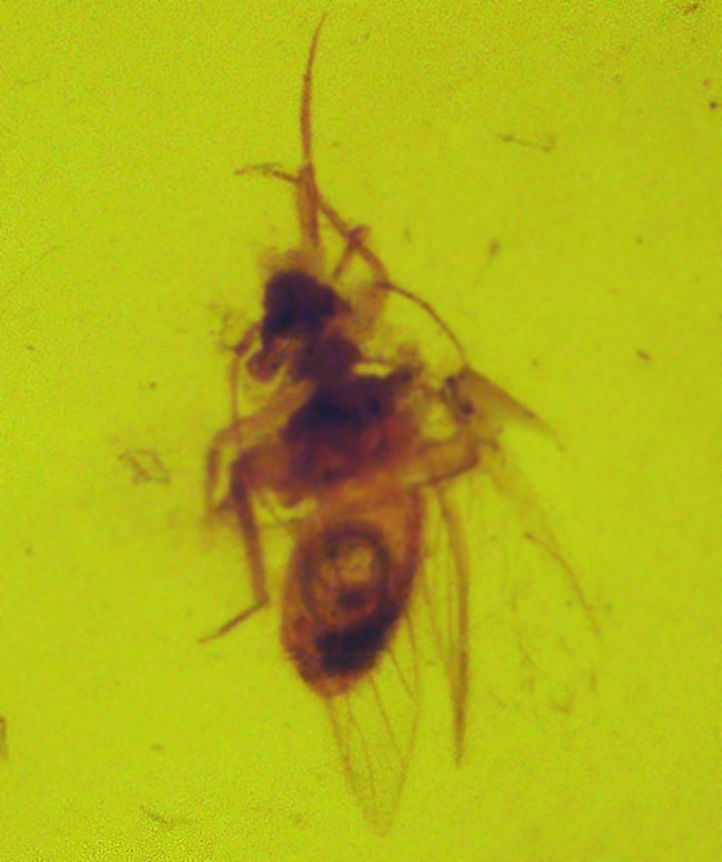 約3000万年前のアンバー!非常にクリアーな基質に、羽虫が包まれた、ドミニカ産の琥珀(Amber)(その3)