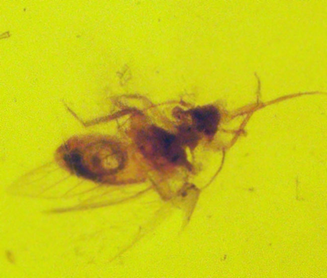 約3000万年前のアンバー!非常にクリアーな基質に、羽虫が包まれた、ドミニカ産の琥珀(Amber)(その6)