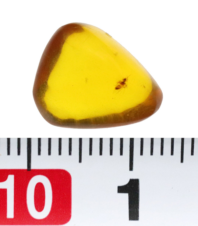 約3000万年前のアンバー!非常にクリアーな基質に、羽虫が包まれた、ドミニカ産の琥珀(Amber)(その7)