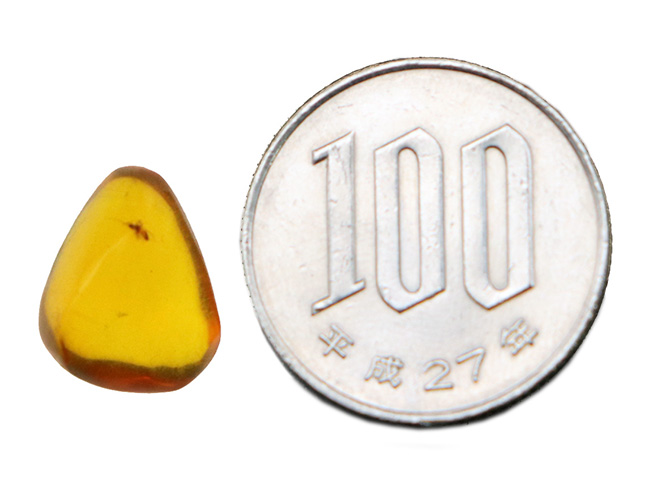 約3000万年前のアンバー!非常にクリアーな基質に、羽虫が包まれた、ドミニカ産の琥珀(Amber)(その8)