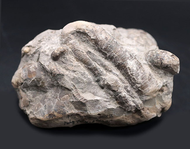 多面で化石が散見されるマルチ標本、北海道の白亜紀の地層を代表する異常巻きアンモナイト、ポリプチコセラス（Polyptychoceras yubarense）の化石（その1）