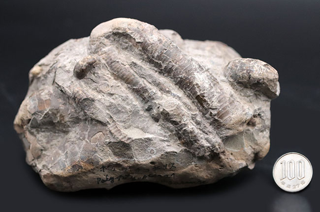 多面で化石が散見されるマルチ標本、北海道の白亜紀の地層を代表する異常巻きアンモナイト、ポリプチコセラス（Polyptychoceras yubarense）の化石（その10）