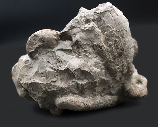 多面で化石が散見されるマルチ標本、北海道の白亜紀の地層を代表する異常巻きアンモナイト、ポリプチコセラス（Polyptychoceras yubarense）の化石（その2）