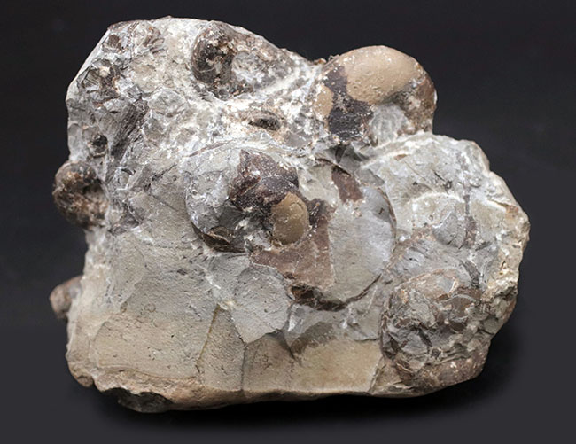 多面で化石が散見されるマルチ標本、北海道の白亜紀の地層を代表する異常巻きアンモナイト、ポリプチコセラス（Polyptychoceras yubarense）の化石（その3）