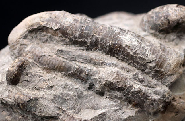 多面で化石が散見されるマルチ標本、北海道の白亜紀の地層を代表する異常巻きアンモナイト、ポリプチコセラス（Polyptychoceras yubarense）の化石（その4）