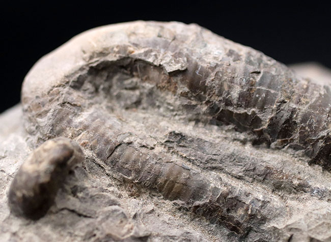 多面で化石が散見されるマルチ標本、北海道の白亜紀の地層を代表する異常巻きアンモナイト、ポリプチコセラス（Polyptychoceras yubarense）の化石（その5）
