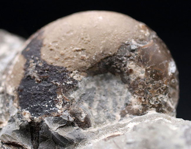 多面で化石が散見されるマルチ標本、北海道の白亜紀の地層を代表する異常巻きアンモナイト、ポリプチコセラス（Polyptychoceras yubarense）の化石（その6）