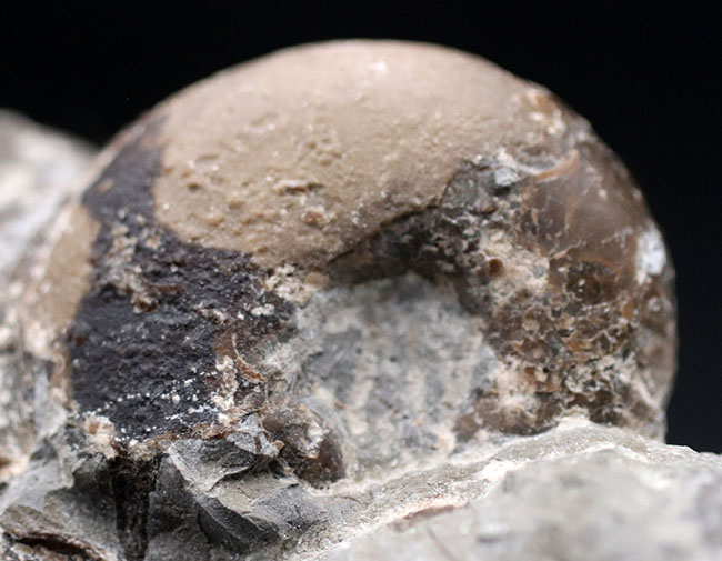 多面で化石が散見されるマルチ標本、北海道の白亜紀の地層を代表する異常巻きアンモナイト、ポリプチコセラス(Polyptychoceras yubarense)の化石(その6)