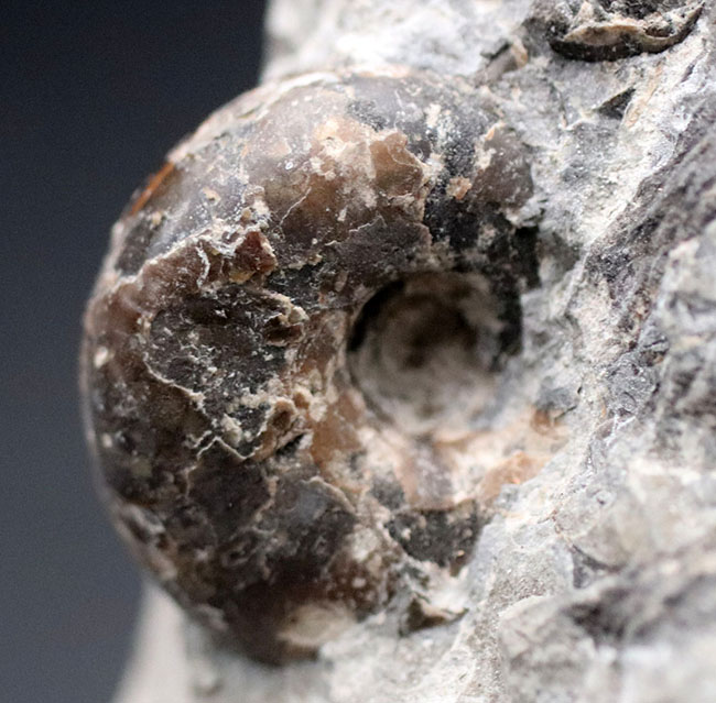 多面で化石が散見されるマルチ標本、北海道の白亜紀の地層を代表する異常巻きアンモナイト、ポリプチコセラス(Polyptychoceras yubarense)の化石(その7)