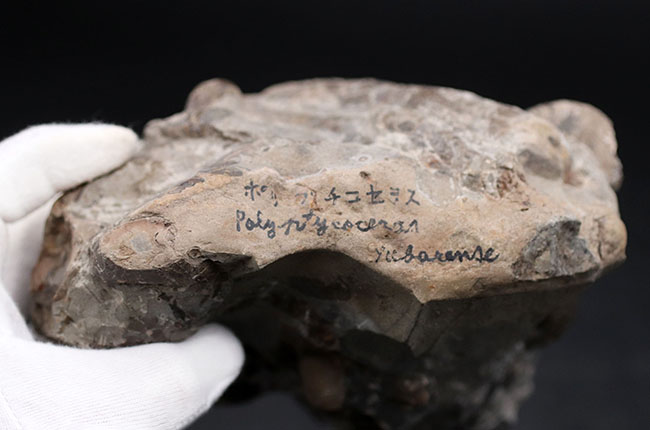 多面で化石が散見されるマルチ標本、北海道の白亜紀の地層を代表する異常巻きアンモナイト、ポリプチコセラス（Polyptychoceras yubarense）の化石（その8）