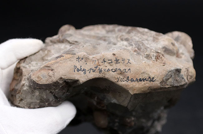 多面で化石が散見されるマルチ標本、北海道の白亜紀の地層を代表する異常巻きアンモナイト、ポリプチコセラス(Polyptychoceras yubarense)の化石(その8)